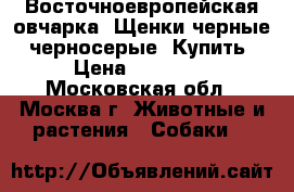 Восточноевропейская овчарка. Щенки черные, черносерые. Купить › Цена ­ 30 000 - Московская обл., Москва г. Животные и растения » Собаки   